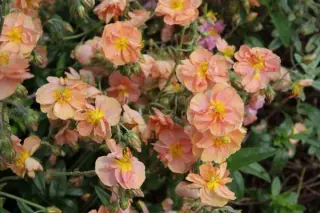 Helianthemum 'Regenbogen'