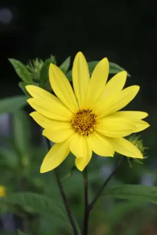 Helianthus schweinitzii