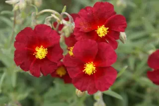 Helianthemum 'Supreme' (Red Orient)