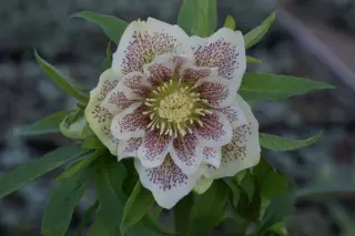 Helleborus torquatus (coll. Sevnica)