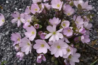 Hepatica americana 'Marked Leaf Frm'
