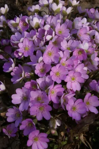 Hepatica americana 'Rosea'