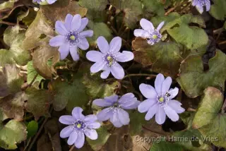 Hepatica x media 'Ballardii'