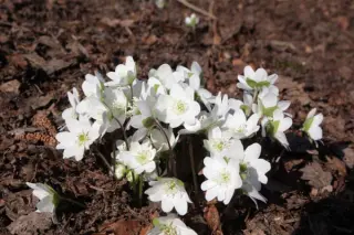 Hepatica nobilis pyrenaica 'Alba'