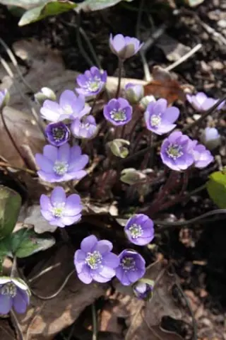 Hepatica nobilis pyrenaica (lichtbl)