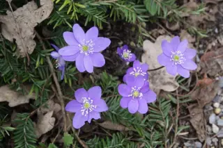 Hepatica nobilis donk.blauw (ex Bosn)