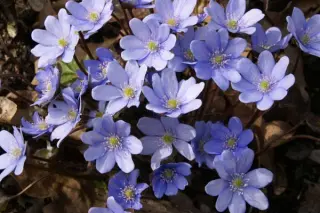 Hepatica nobilis