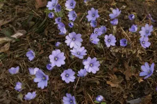 Hepatica transsilvanica 'Blue Eyes'