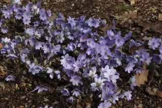 Hepatica transsilvanica 'Blue Jewel'