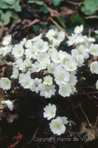 Hepatica transsilvanica 'Eisvogel'