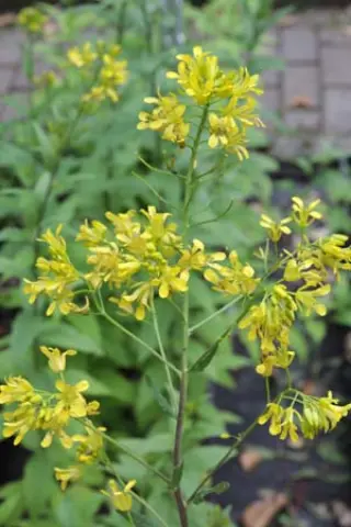 Hesperis lutea (syn. Sisymbrium luteum)
