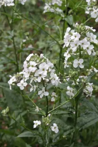 Hesperis nivea
