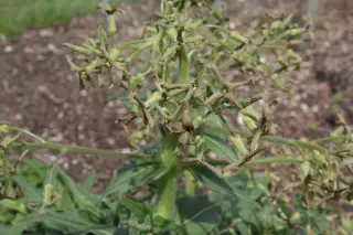 Hesperis tristis