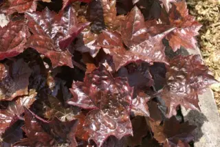 Heuchera 'Blackout'