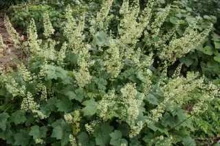 Heuchera 'Chantilly'