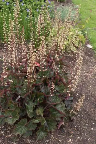 Heuchera 'Harry Hay'