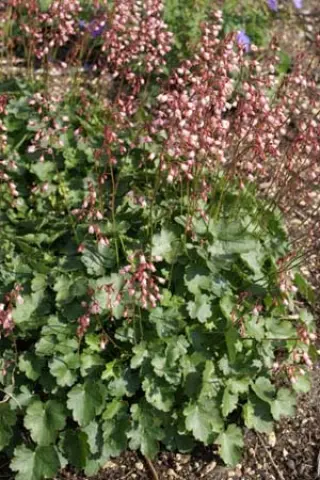 Heuchera rubescens
