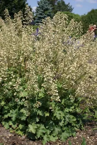 Heuchera sanguinea 'Alba'