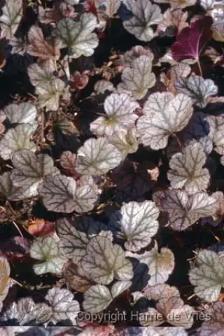 Heuchera 'Silver Scrolls'