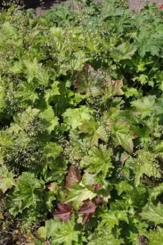 Heuchera villosa arkansana