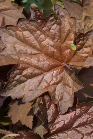Heuchera villosa 'Dark Leaved Strain'