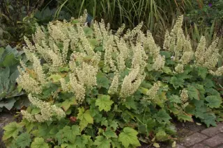 Heuchera villosa
