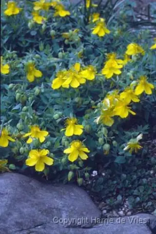 Hypericum cerastioides