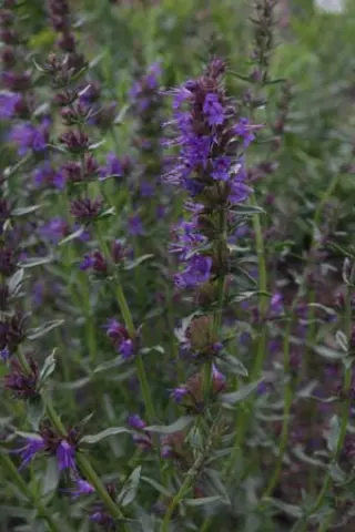 Hyssopus officinalis angustifolius