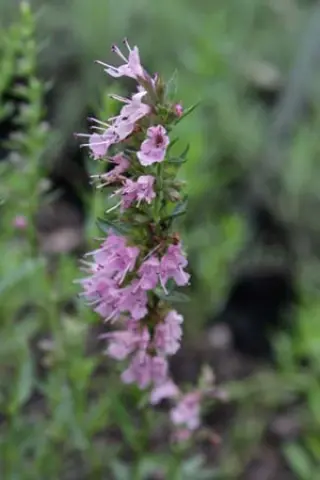 Hyssopus officinalis 'Roseus'