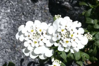 Iberis gibraltarica 'Betty Swainson'