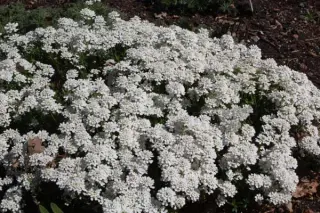 Iberis sempervirens garrexiana