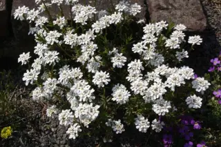 Iberis sempervirens 'Gracilis Nana'