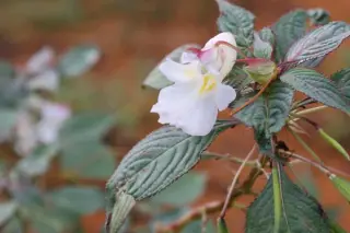 Impatiens arguta 'Alba'