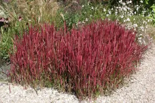 Imperata cylindr. 'Rubra' (Red Baron)