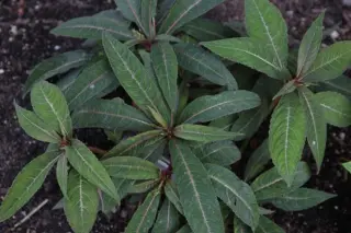 Impatiens omeiana 'Sango' (Syn. Pink Nerve)