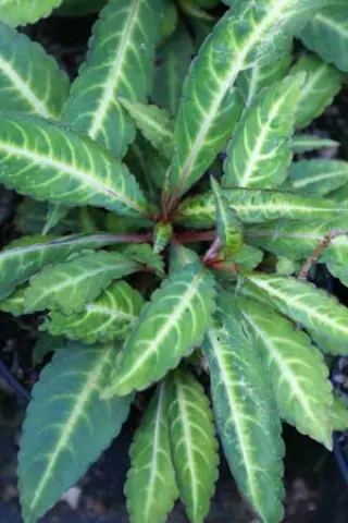 Impatiens omeiana