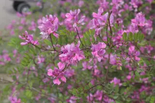 Indigofera himalayense 'Silk Road'