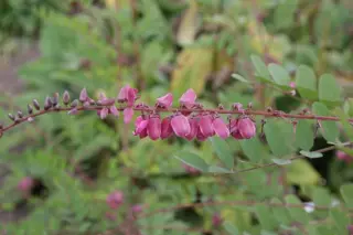 Indigofera howellii