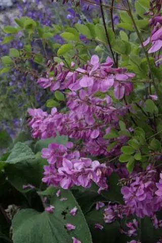 Indigofera kirilowii