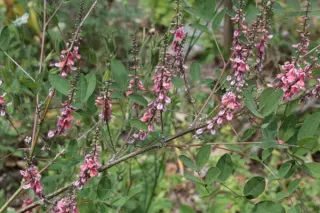 Indigofera potaninii (Ags vorm)