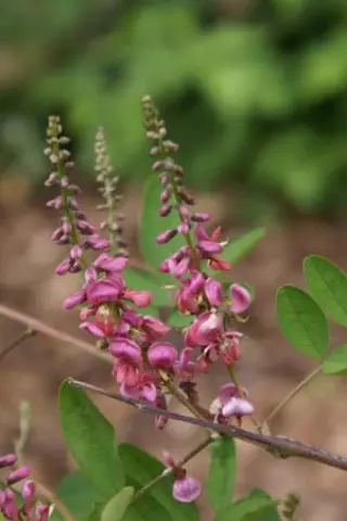 Indigofera potaninii