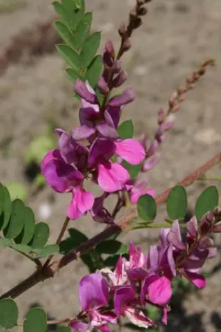 Indigofera splendens