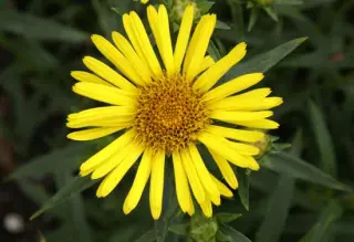 Inula ensifolia
