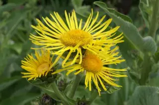 Inula helenium