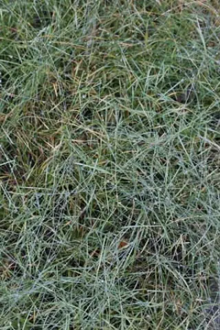 Isodon japonicus var. glaucocalyx (syn. Plectr. gl