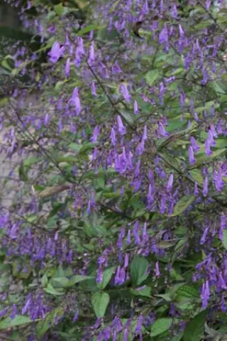Isodon longitubus (syn. Rabdosia long.)