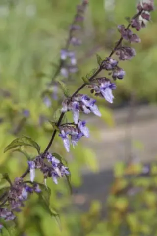 Isodon rubescens