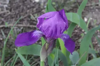 Iris aphylla aphylla (coll. Russia)