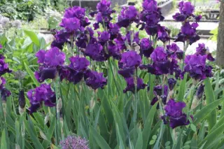 Iris barbata elatior 'Rosalie Figge'