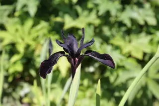 Iris chrysographes 'Black Knight'